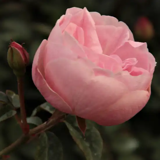 Rosa Mevrouw Nathalie Nypels - roz - trandafir pentru straturi Floribunda